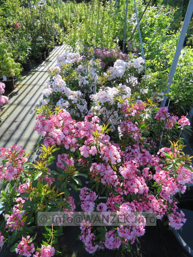 Kalmia latifolia  in Sorten 01.JPG